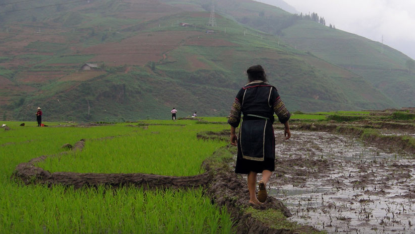 Photo of lady tending to the rice patties in Sapa